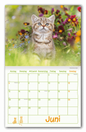 Wandkalender_Katzen_INH